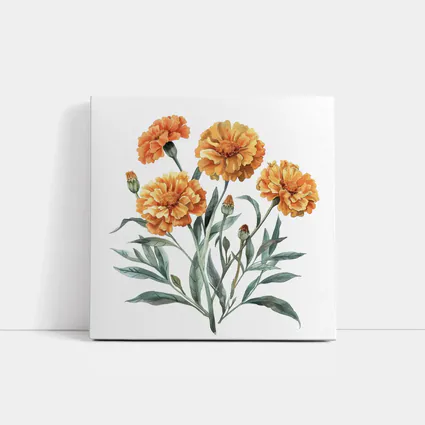 Marigold Flowers Watercolor Botanical Art