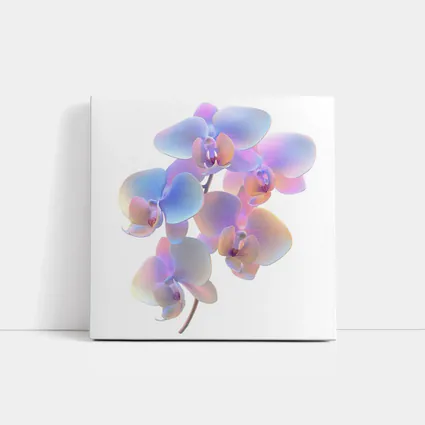 Iridescent Orchid Branch On White Background
