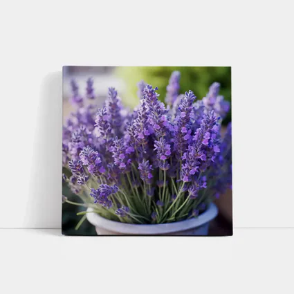 Lavender Flowers In White Pot Garden