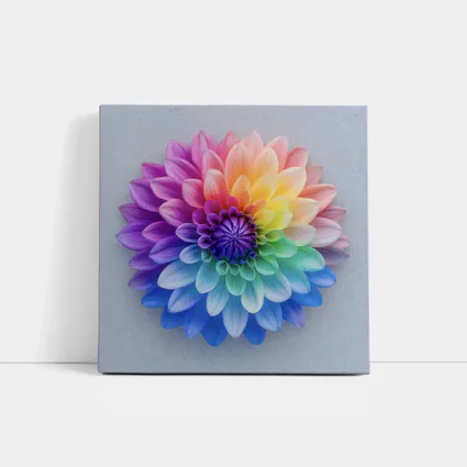 Rainbow Dahlia Flower on Light Gray Background