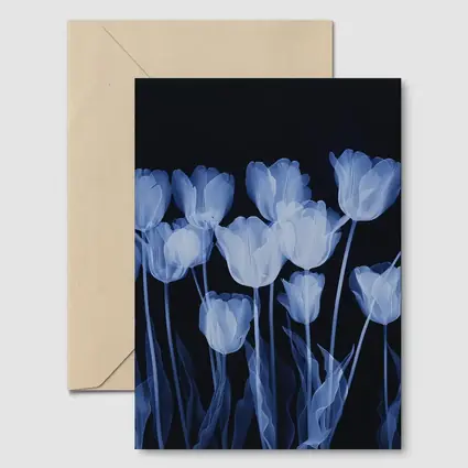 Blue Tulips Glowing On Dark Background