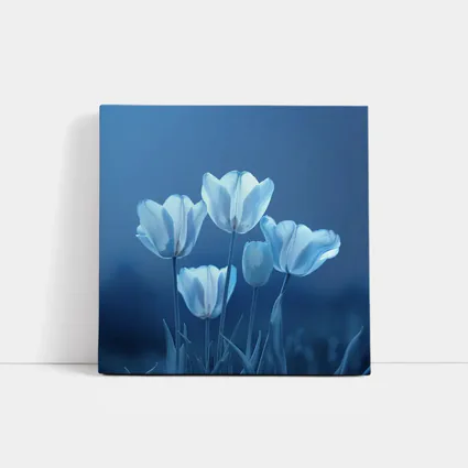 White Blue Tulips Soft Blue Background