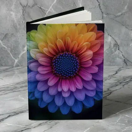 Rainbow Chrysanthemum Flower Dark Background