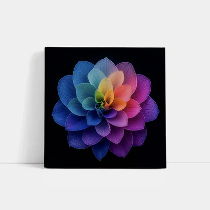 Rainbow Dahlia Flower Black Background Art