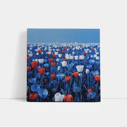 Red White Blue Tulips Field Clear Sky