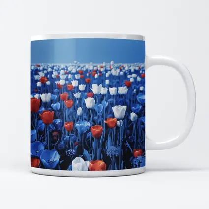 Red White Blue Tulips Field Clear Sky