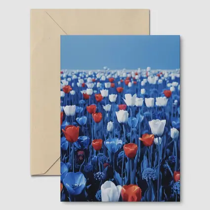 Red White Blue Tulips Field Clear Sky
