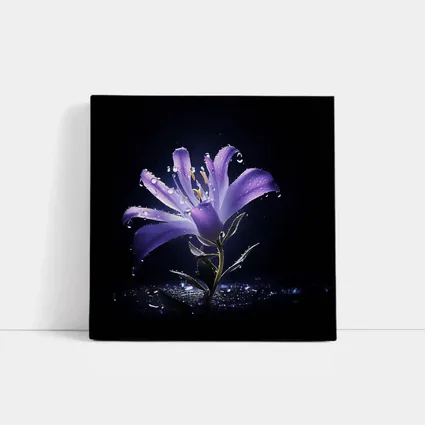 Purple Lily Flower Dark Black Background