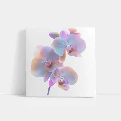Pastel Orchid Flowers on White Background