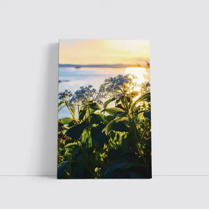 Blue Wildflowers Glowing Coastal Sunset Scene