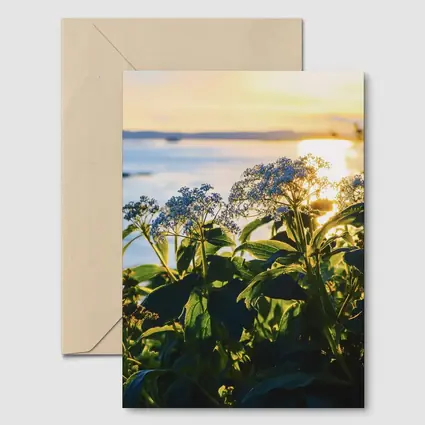 Blue Wildflowers Glowing Coastal Sunset Scene