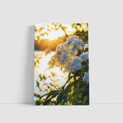 White Hydrangea Flowers Golden Sunset Light