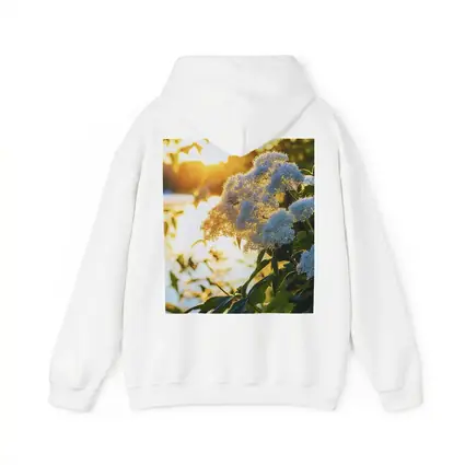 White Hydrangea Flowers Golden Sunset Light