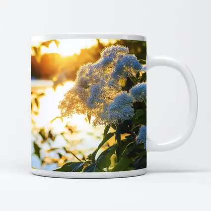 White Hydrangea Flowers Golden Sunset Light