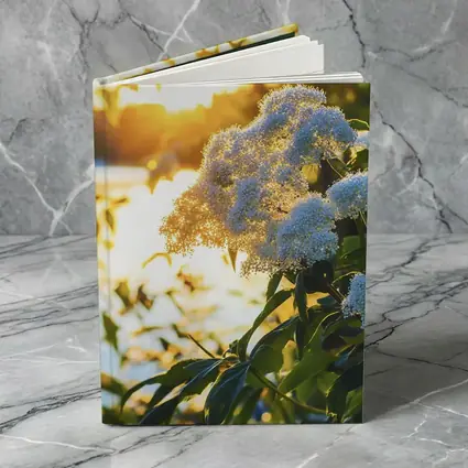 White Hydrangea Flowers Golden Sunset Light