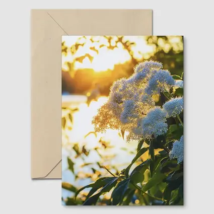 White Hydrangea Flowers Golden Sunset Light