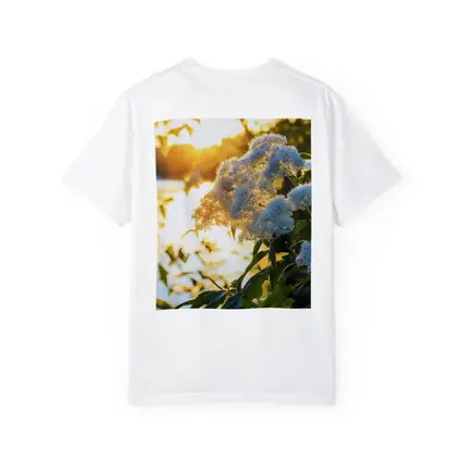 White Hydrangea Flowers Golden Sunset Light
