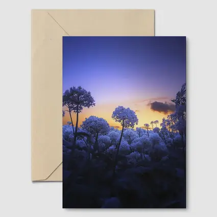 Blue Flowers Glowing Against Sunset Sky