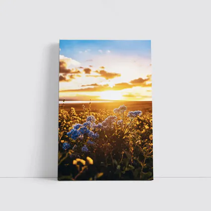 Blue Wildflowers Field Golden Sunset Sky