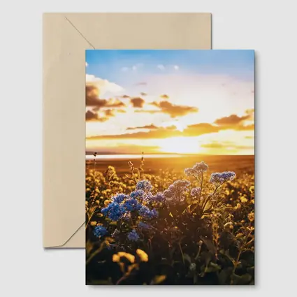 Blue Wildflowers Field Golden Sunset Sky