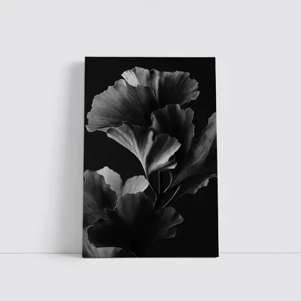 Ginkgo Leaves Black and White Dark Background