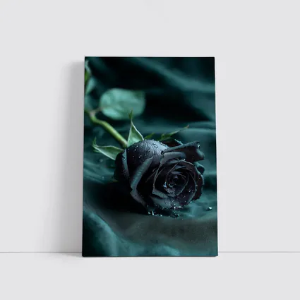 Black Rose With Dewdrops On Dark Fabric