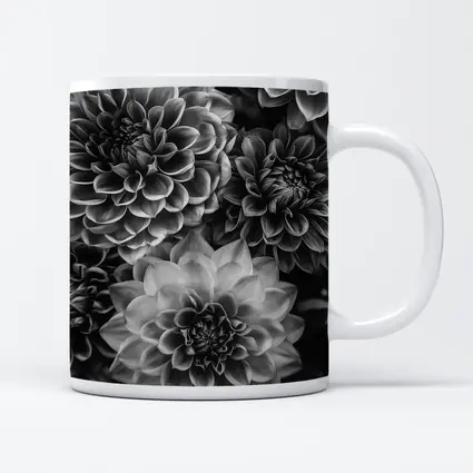 Black and White Dahlia Flowers Dark Background