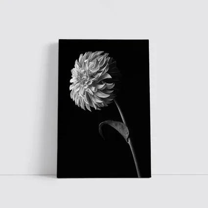 Black And White Dahlia Flower Dark Background