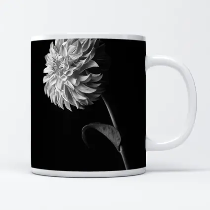 Black And White Dahlia Flower Dark Background