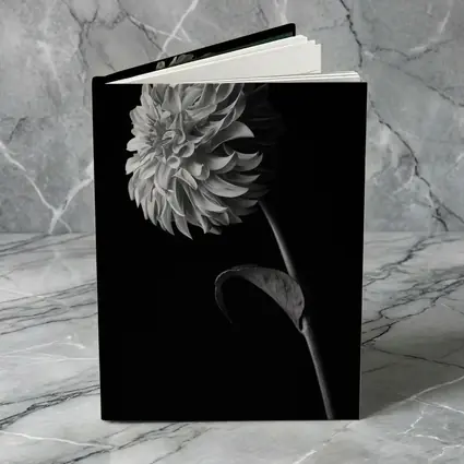 Black And White Dahlia Flower Dark Background