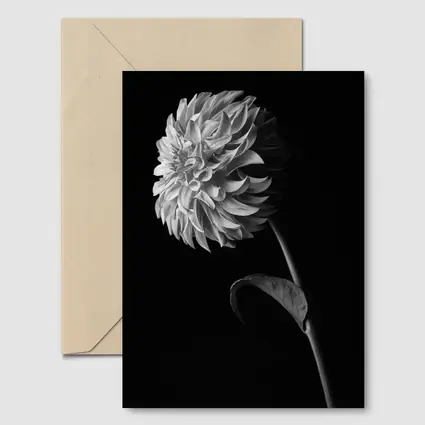 Black And White Dahlia Flower Dark Background