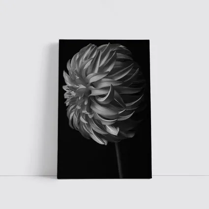 Black and White Dahlia Flower Dark Background