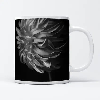 Black and White Dahlia Flower Dark Background