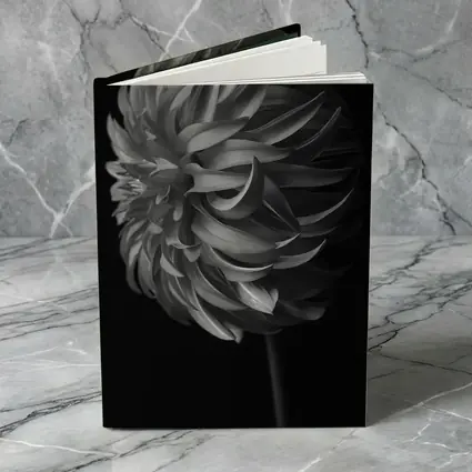 Black and White Dahlia Flower Dark Background