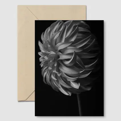 Black and White Dahlia Flower Dark Background
