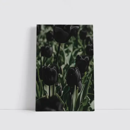 Black Tulips Dark Moody Garden Field