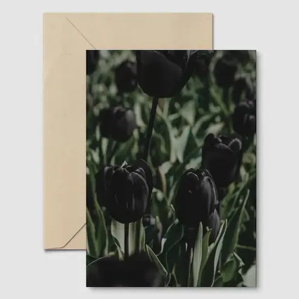 Black Tulips Dark Moody Garden Field