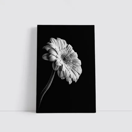 Gerbera Daisy Black White Moody Photography