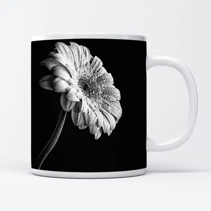 Gerbera Daisy Black White Moody Photography