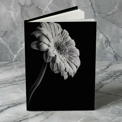 Gerbera Daisy Black White Moody Photography