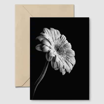 Gerbera Daisy Black White Moody Photography