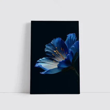 Blue Flower Golden Stamens Dark Background