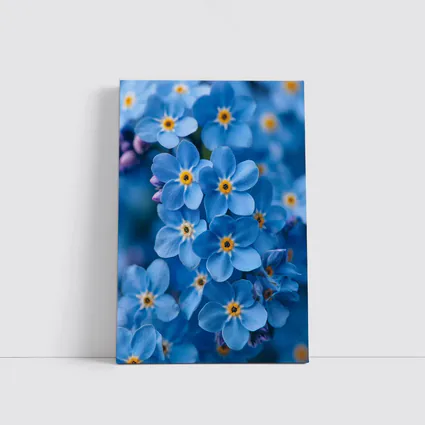 Forget Me Not Blue Flowers Close Up
