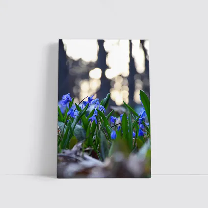 Blue Scilla Flowers Forest Bokeh Spring