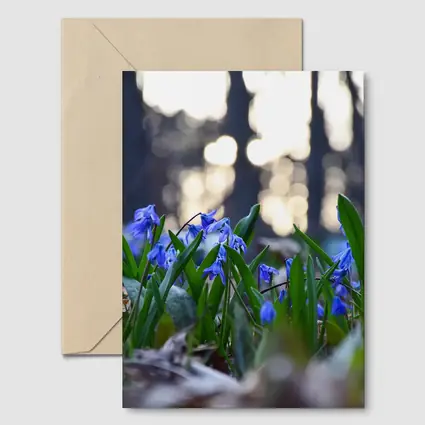 Blue Scilla Flowers Forest Bokeh Spring