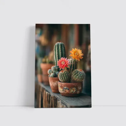 Blooming Cacti in Terracotta Pots Shelf