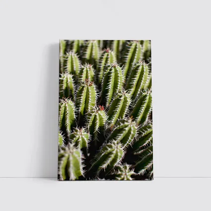 Close Up Green Cactus Spines Desert Plant