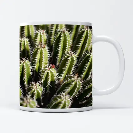 Close Up Green Cactus Spines Desert Plant