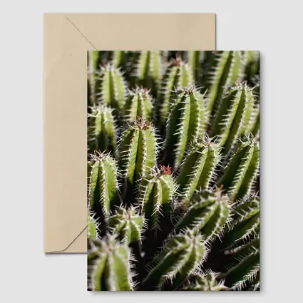 Close Up Green Cactus Spines Desert Plant