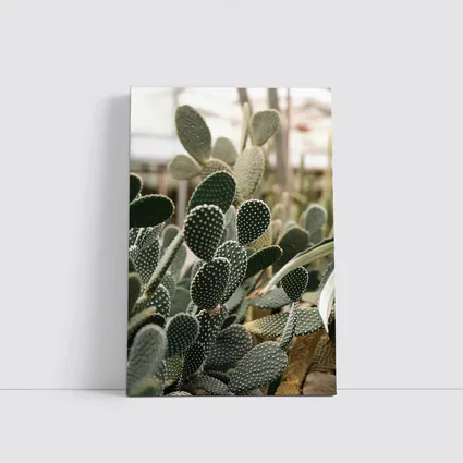 Prickly Pear Cactus Greenhouse Close Up